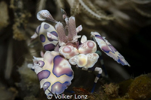 Harlequin-shrimp by Volker Lonz 